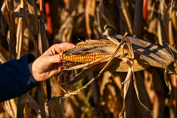Hand picking a ripe corn cob from a dry autumn field, showing golden kernels and the texture of withered husks under warm sunlight