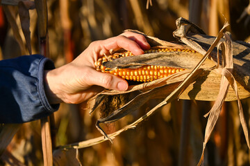 Hand picking a ripe corn cob from a dry autumn field, showing golden kernels and the texture of withered husks under warm sunlight
