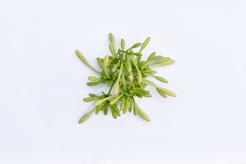 Papaya flower, Carica papaya white background