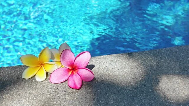 view of colorful plumeria flowers over sparkling pool, capturing essence of luxury, tranquility and relaxation for holiday retreats, copy space