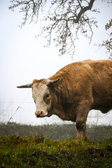 Close-up of a brown cow standing on green grass in the fog, highlighting its calm expression and soft natural light