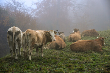 Herd of cows standing and resting on a foggy hillside, surrounded by mist and autumn vegetation, creating a calm rural atmosphere