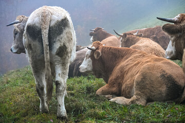 Herd of cows standing and resting on a foggy hillside, surrounded by mist and autumn vegetation, creating a calm rural atmosphere