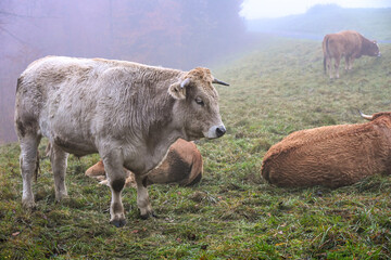Herd of cows standing and resting on a foggy hillside, surrounded by mist and autumn vegetation, creating a calm rural atmosphere