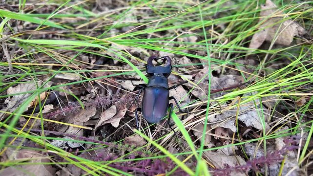 Lucanus cervus stag beetle observed in tranquil forest environment, displaying its unique morphology and behaviors, connected to rich life cycles in wooded areas