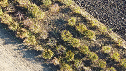 cherry orchard in autumn seen from drone point of view