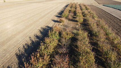 cherry orchard in autumn seen from drone point of view
