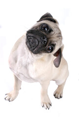 Pug with his head cocked
