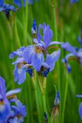 Delicate purple irises stand tall among lush green grass, showcasing their beauty in spring