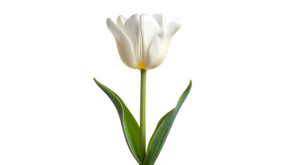 Single pristine white tulip blossom stands tall against a deep black background