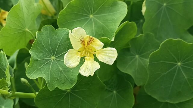 nasturtium flowers blowing in the wind