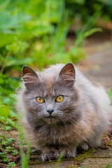 A curious gray cat with bright yellow eyes prowls through vibrant green plants in a garden