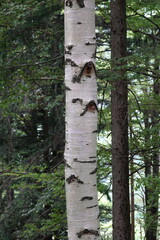populus trunk in dark forest texture