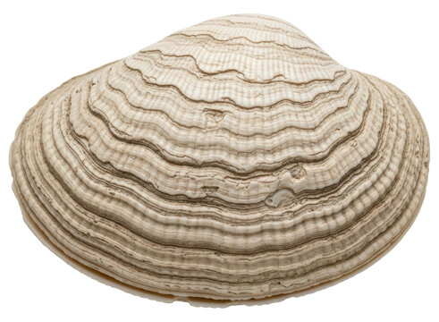 Natural beige clam shell with distinctive growth rings, a classic marine bivalve