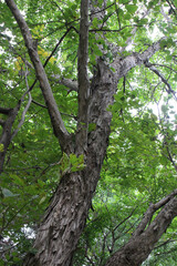Look up at a tree with lush green leaves in late summer background. Tree trunk and branches with foliage back lit by the sunlight in natural forest.