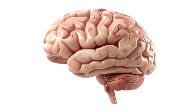 Detailed three dimensional rendering of the human cerebrum and cerebellum against a dark background