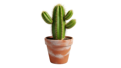 Vibrant green columnar cactus plant flourishes within a simple terracotta container against a dark background