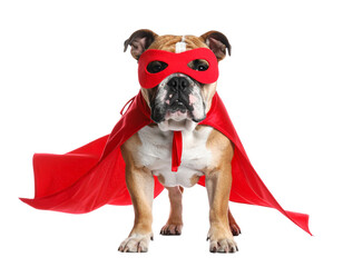 Bulldog Superhero in Red Cape Standing Proudly, Front View, isolated on transparent background