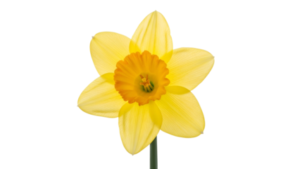 Bright yellow flower with an orange center stands out against a solid black background