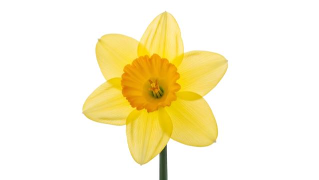 Bright yellow flower with an orange center stands out against a solid black background