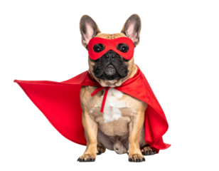 Heroic French Bulldog in Red Cape Standing Confidently, Front View, isolated on transparent background