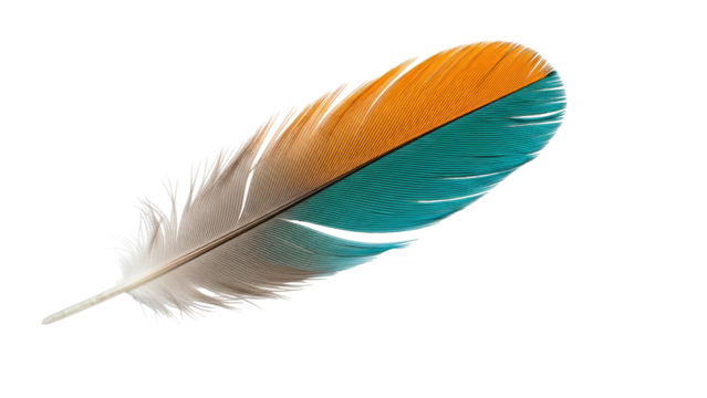 Single colorful bird feather rests diagonally against a solid black background