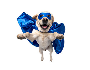 - Playful Flying Labrador Superhero Mid-Air with Blue Cape, Dynamic Perspective, isolated on transparent background