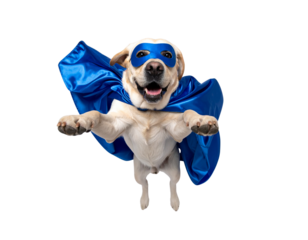 - Playful Flying Labrador Superhero Mid-Air with Blue Cape, Dynamic Perspective, isolated on transparent background