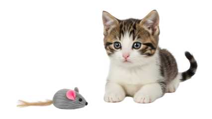 Small tabby and white kitten intently observes a plush toy mouse against a dark background