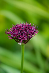 Fototapeta premium A vibrant purple flower rises among green leaves, displaying intricate petal patterns