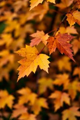 Fototapeta premium background of autumn leaves