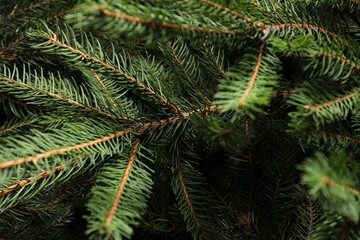 Beautiful Christmas tree branches as background, closeup