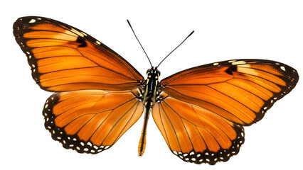 Fototapeta premium Brilliant orange butterfly specimen displayed against a solid black background
