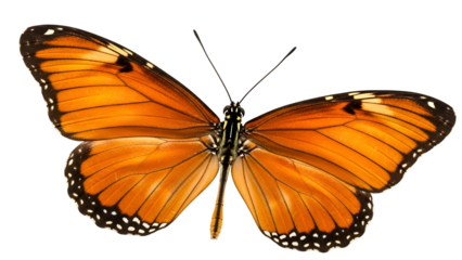 Brilliant orange butterfly specimen displayed against a solid black background