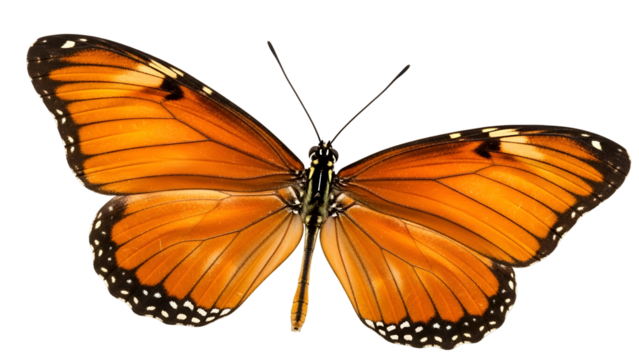 Brilliant orange butterfly specimen displayed against a solid black background