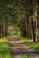 A serene trail winds through a vibrant forest of tall trees and soft grass, ideal for walking