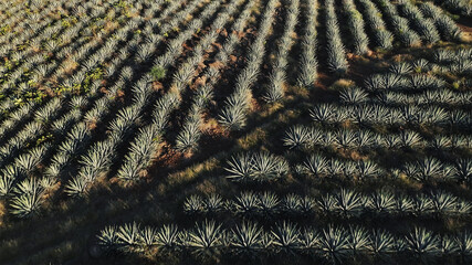 Aerial view of rows of agave plants stretching across the landscape, their spiky forms creating a textured pattern from above, Tequila, Jalisco, Mexico.