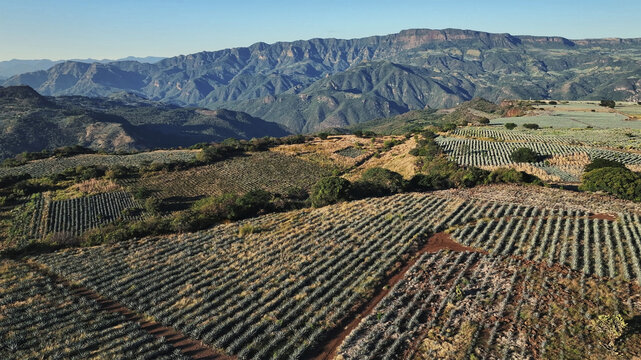 Aerial view of agave fields stretch across the landscape towards the majestic mountains, creating a tapestry of green and brown, Tequila, Jalisco, Mexico.