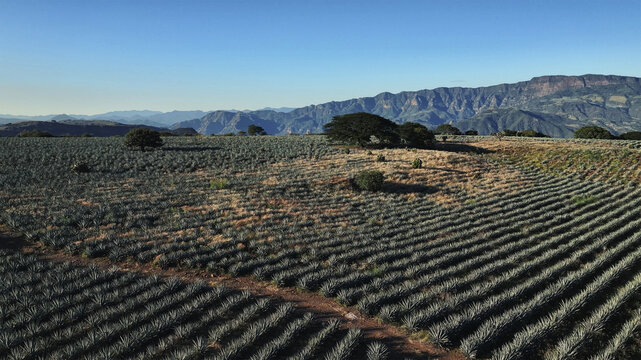 Aerial view of rows of agave plants stretching towards distant mountains under a clear sky, Tequila, Jalisco, Mexico.