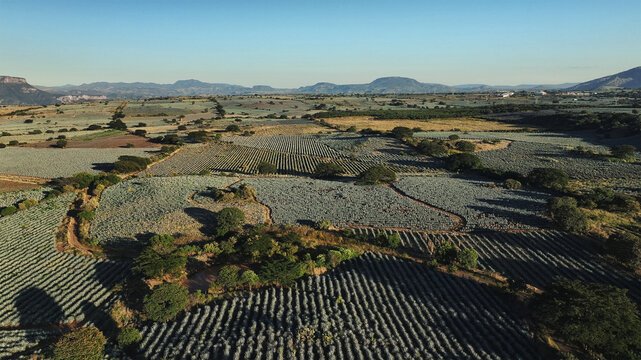 Aerial view of the agave fields stretch out in orderly rows, a geometric tapestry under the vast sky, Tequila, Jalisco, Mexico.