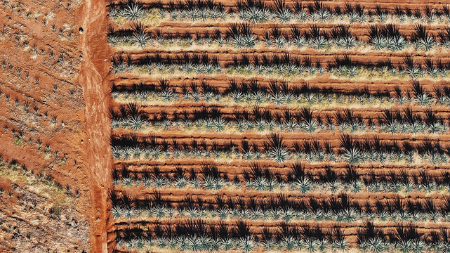 Aerial view of rows of agave plants stretch across the arid landscape, a tapestry of green against the red earth, Tequila, Jalisco, Mexico.