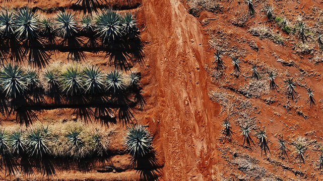 Aerial view of agave fields stretching across the ruddy earth, a tapestry of green and brown, contrasting sharply with the terracotta soil, Tequila, Jalisco, Mexico.
