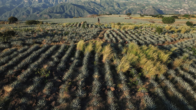 Aerial view of agave fields stretching towards the horizon under the vast sky, a patchwork of green and brown against the backdrop of distant mountains, Tequila, Jalisco, Mexico.