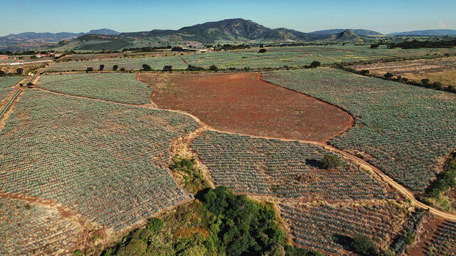 Aerial view of neatly organized agave fields stretch across the undulating landscape under the watchful gaze of distant mountains, Tequila, Jalisco, Mexico.