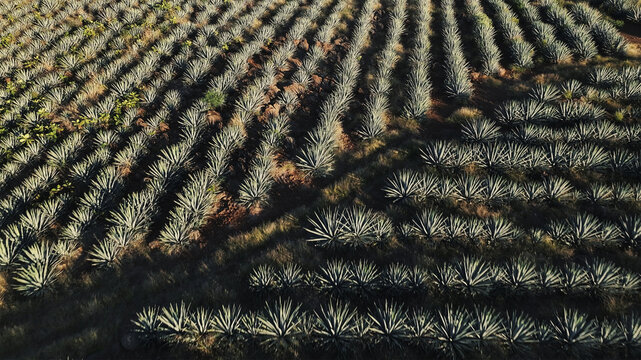 Aerial view of rows of agave plants stretching across the landscape, their spiky forms creating a textured pattern from above, Tequila, Jalisco, Mexico.