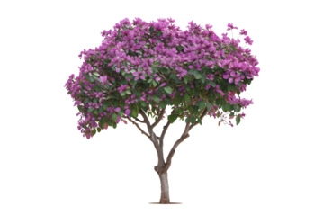 Bauhinia Purpurea Tree with Pink Flowers Isolated on Transparent Background. Purple Orchid Tree Blooming Bauhinia Purpurea Isolated PNG.