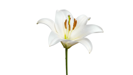 Vibrant white blossom features prominent reproductive structures against a deep black background