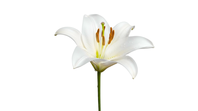 Vibrant white blossom features prominent reproductive structures against a deep black background
