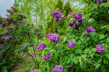 Purple lilac flowers burst into bloom, creating a colorful scene in a peaceful garden setting