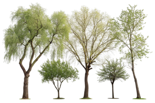 Diverse Green Tree Collection Isolated on White.